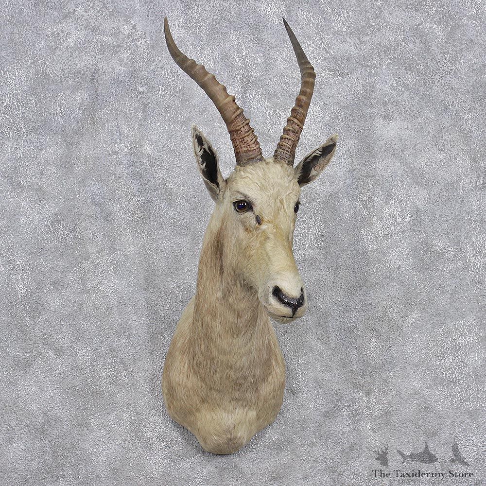 African White Blesbok Shoulder Taxidermy Mount #10665 For Sale @ The Taxidermy Store