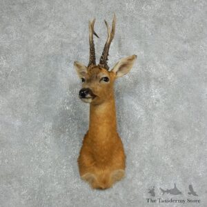 Roe Deer Taxidermy Mount For Sale #18060 @ The Taxidermy Store