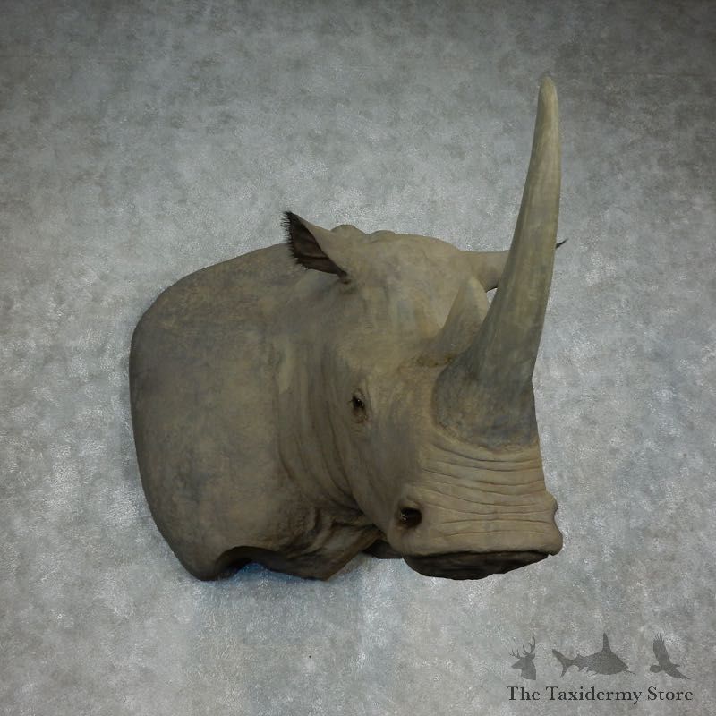 White Rhinoceros Replica Shoulder Mount For Sale #17797 @ The Taxidermy Store