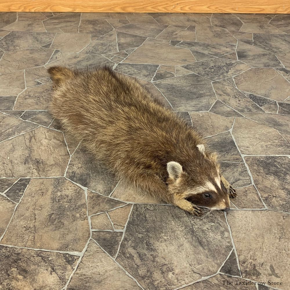 Novelty Raccoon Life-Size Mount For Sale #21301 @ The Taxidermy Store