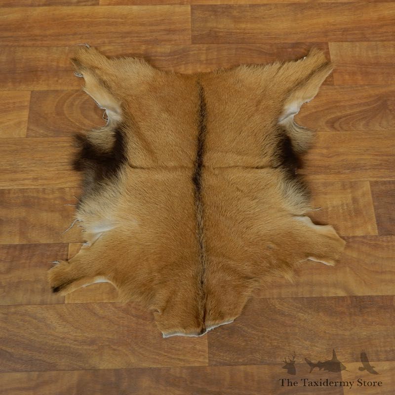 Goat Hide Taxidermy Tanned Skin For Sale #17884 @ The Taxidermy Store