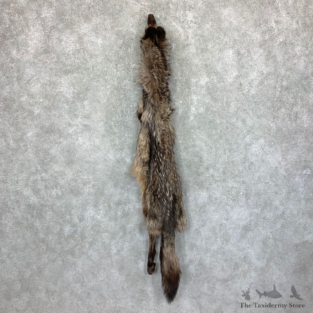 Black Alaskan Wolf Tanned Hide For Sale #22884 @ The Taxidermy Store
