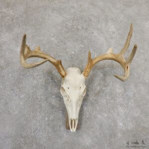 Whitetail Deer Skull European Mount For Sale #19820 @ The Taxidermy Store