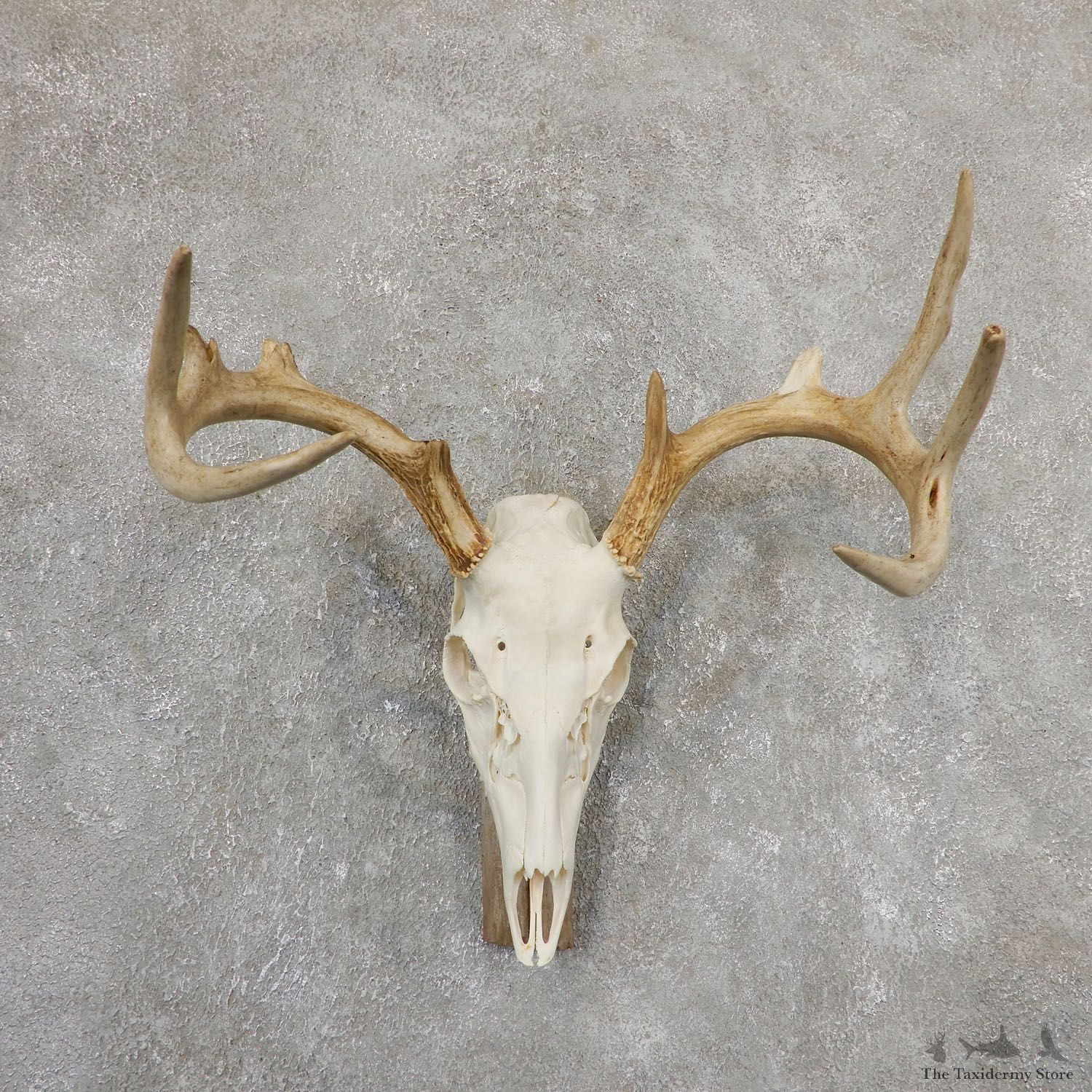 Whitetail Deer Skull European Mount For Sale #19820 @ The Taxidermy Store