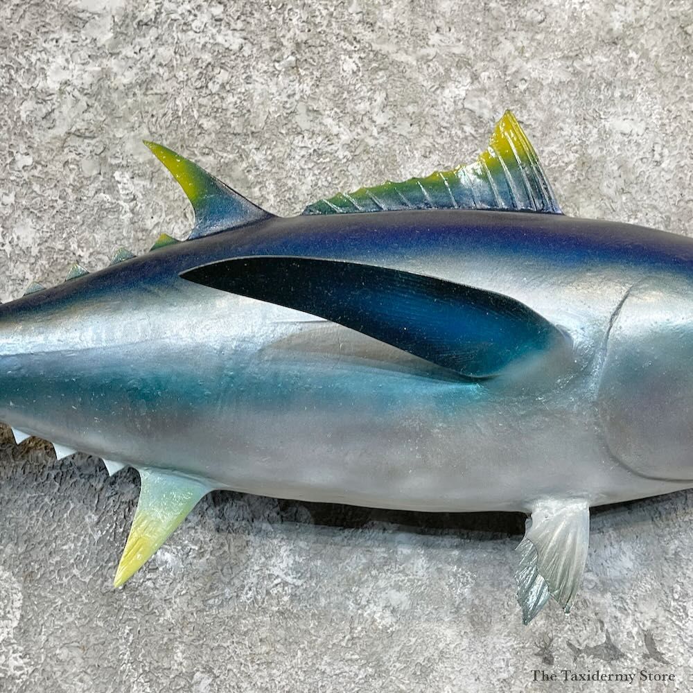 Bigeye Tuna Fish Mount For Sale #27829 - The Taxidermy Store