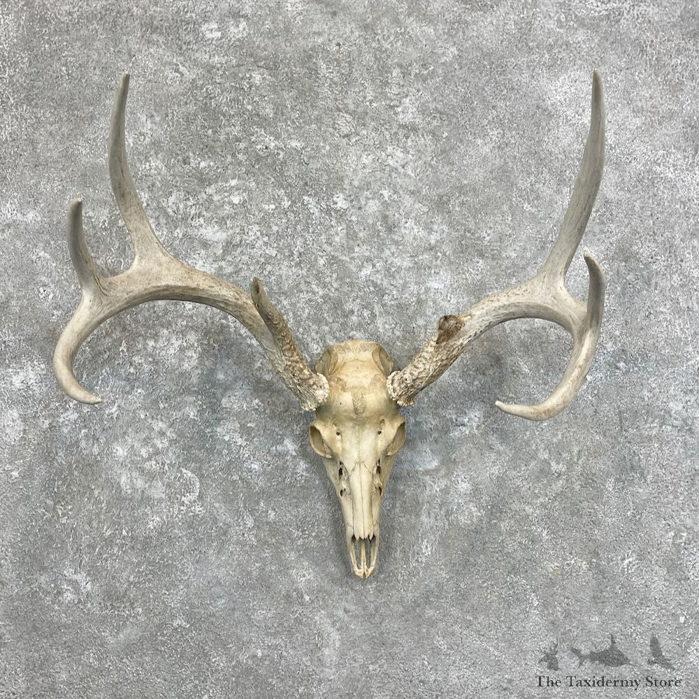 Whitetail Deer Skull European Mount For Sale #27936 @ The Taxidermy Store