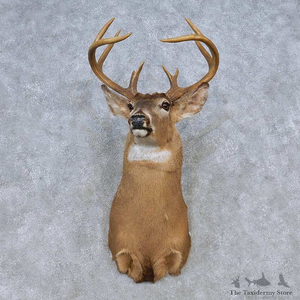 Whitetail Deer Shoulder Mount For Sale #14796 @ The Taxidermy Store