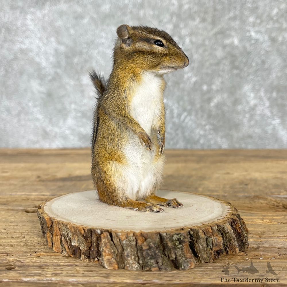 Chipmunk Life-Size Mount For Sale #24073 @ The Taxidermy Store