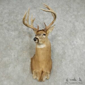 Whitetail Deer Shoulder Mount For Sale #15875 @ The Taxidermy Store