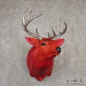 Legendermy Red Whitetail Deer Shoulder Mount For Sale #20516 @ The Taxidermy Store
