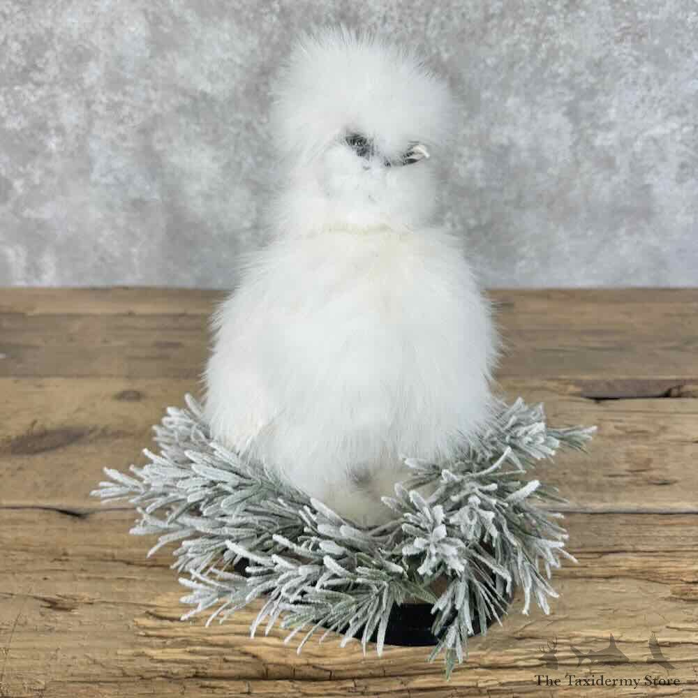 Silkie Chicken Life-Size Bird Mount For Sale #31397 @ The Taxidermy Store