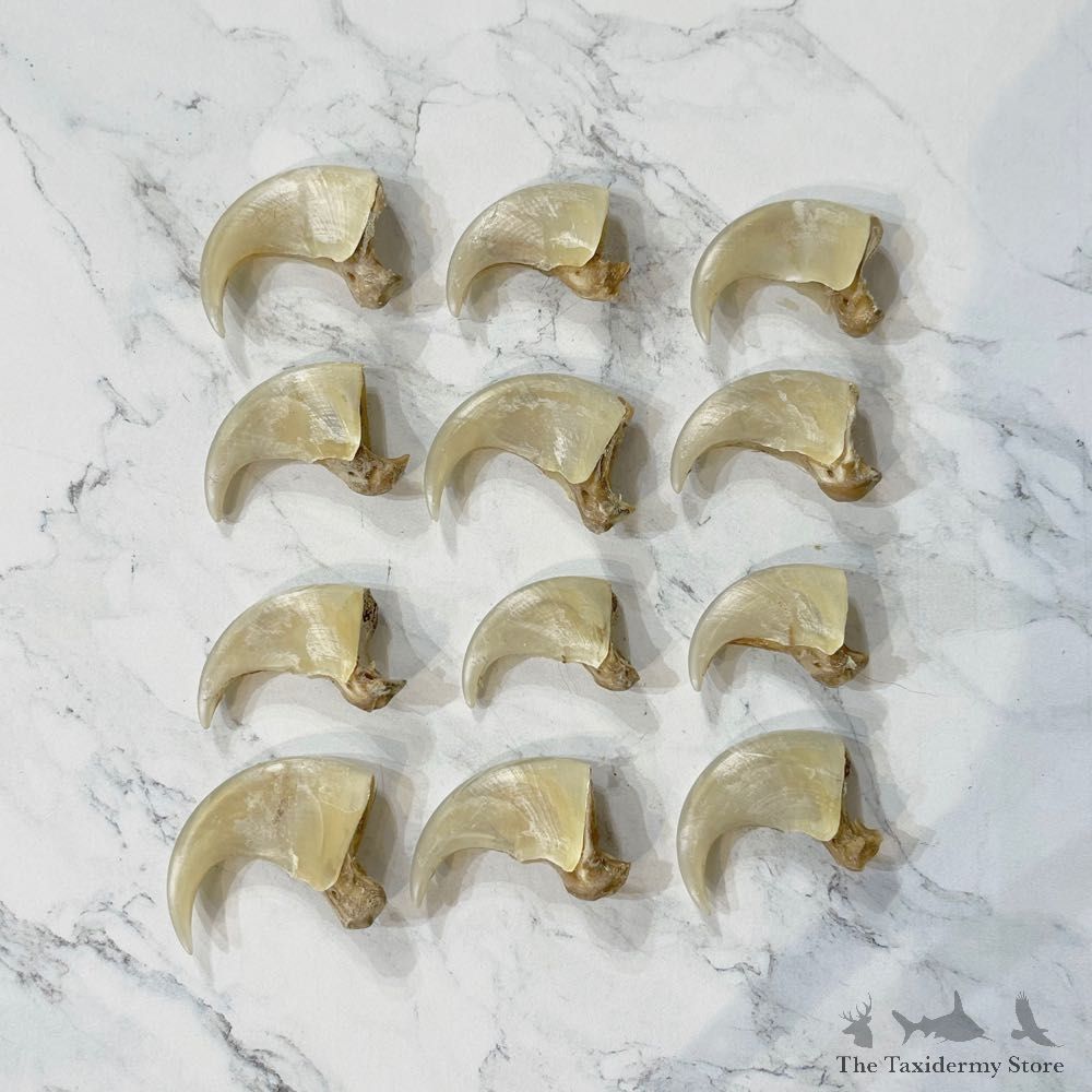 Mountain Lion Cougar Authentic Claws #24913 For Sale @ The Taxidermy Store