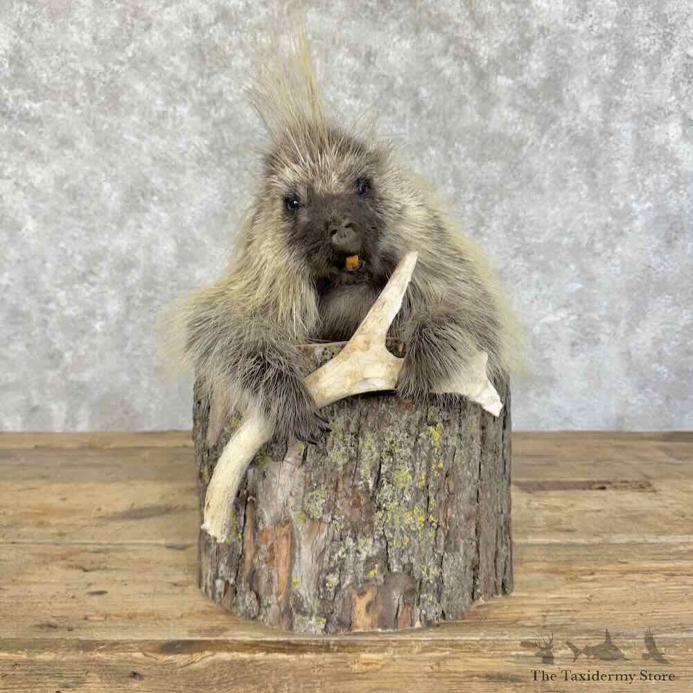 Porcupine Half Life-Size Mount For Sale #31387 - The Taxidermy Store