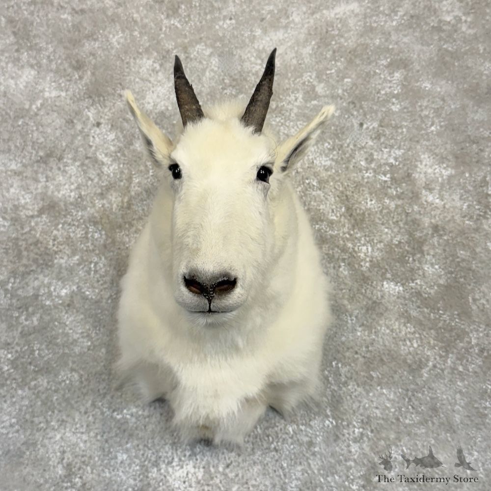 Juvenile Mountain Goat Shoulder Mount For Sale #30005 @ The Taxidermy Store