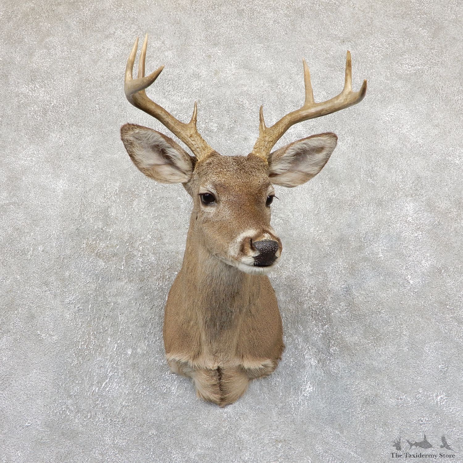 Coues Deer Shoulder Mount For Sale #19539 @ The Taxidermy Store