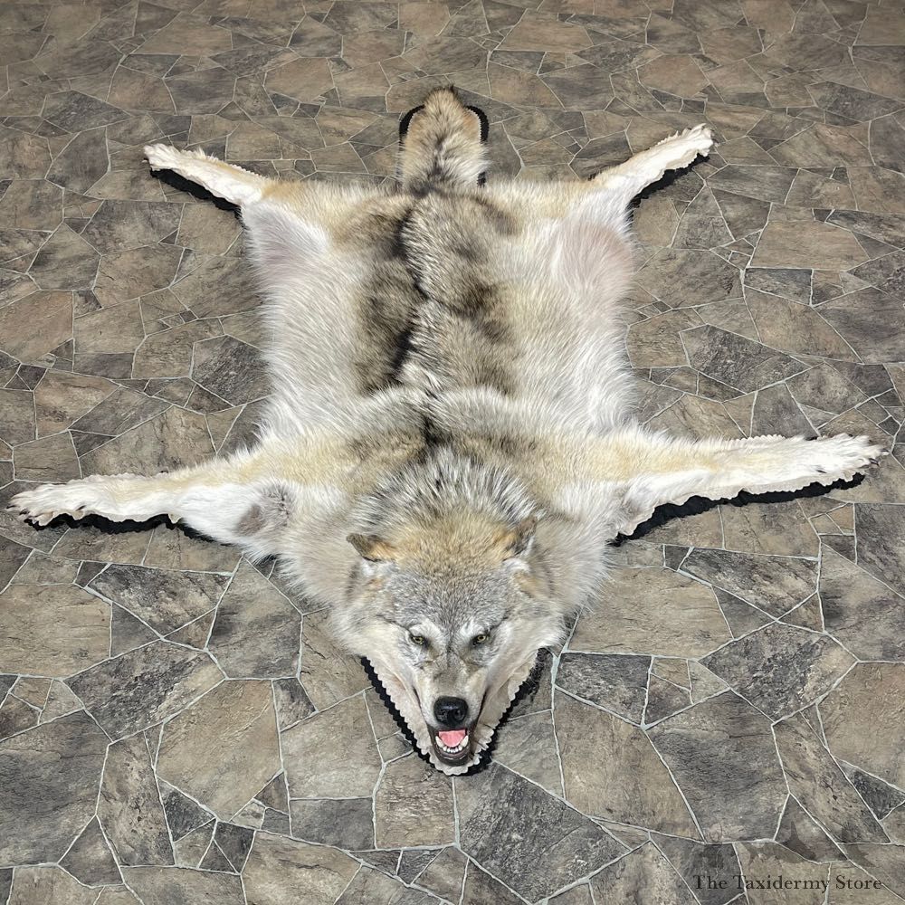 Grey Wolf Rug Taxidermy Mount For Sale #24178 @ The Taxidermy Store