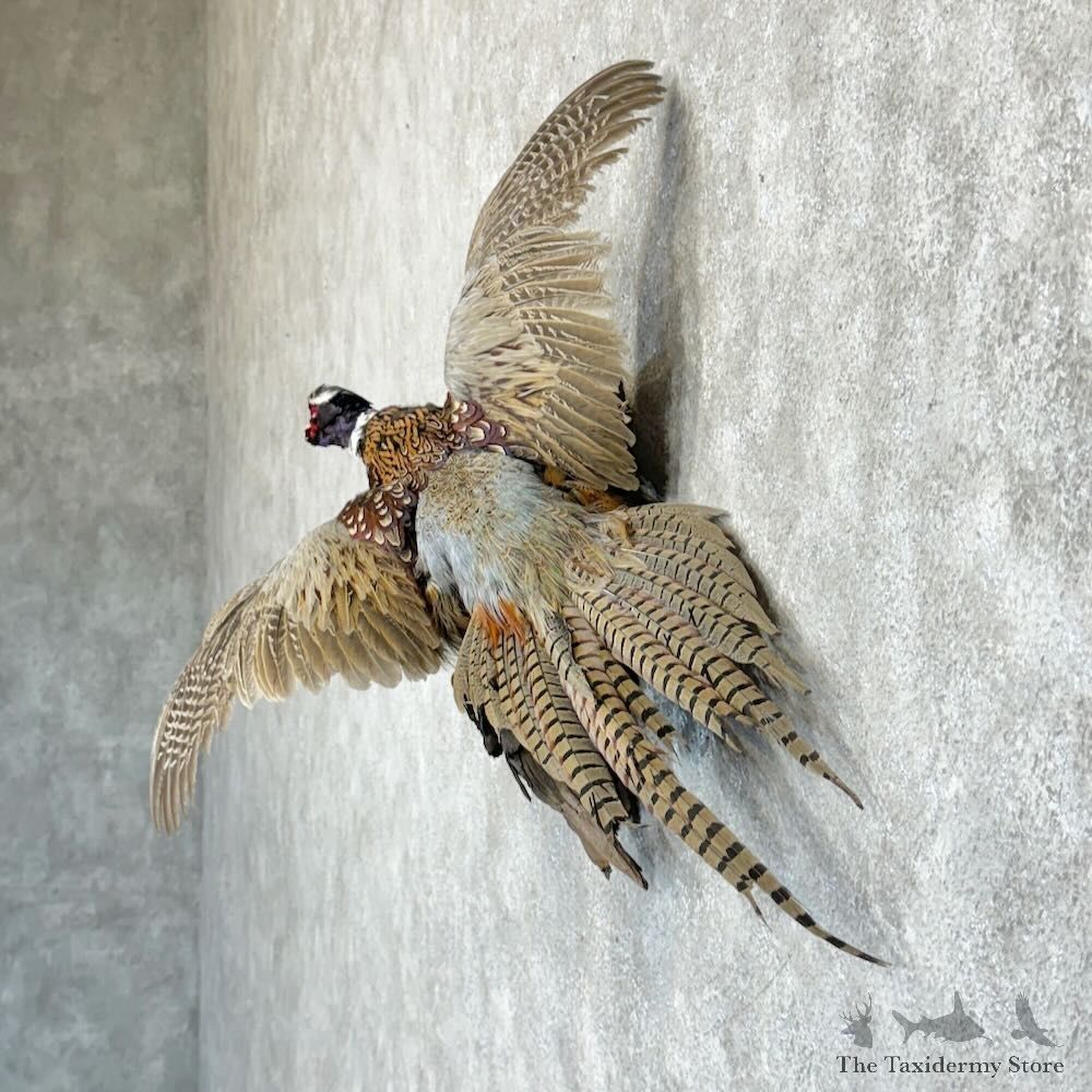 Ringneck Pheasant Bird Mount For Sale #29147 @ The Taxidermy Store