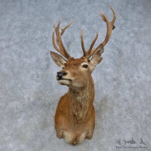 Red Deer Stag Shoulder Mount For Sale #15064 @ The Taxidermy Store