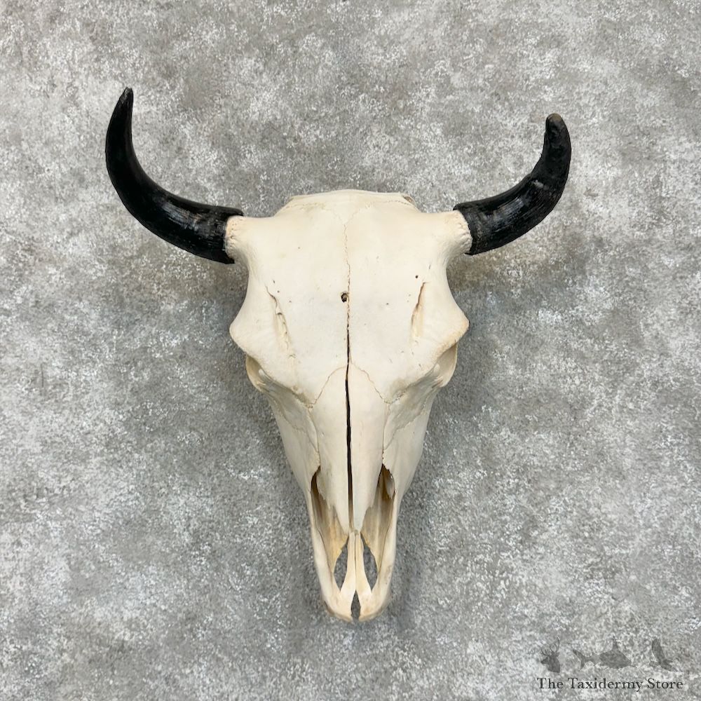 American Buffalo Bison Skull Mount For Sale #29462 @ The Taxidermy Store