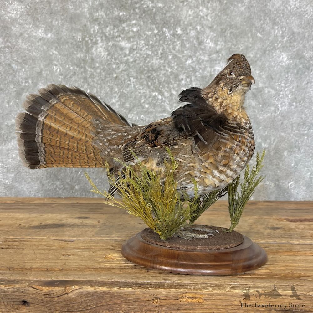 Ruffed Grouse Bird Mount For Sale #27758 @ The Taxidermy Store