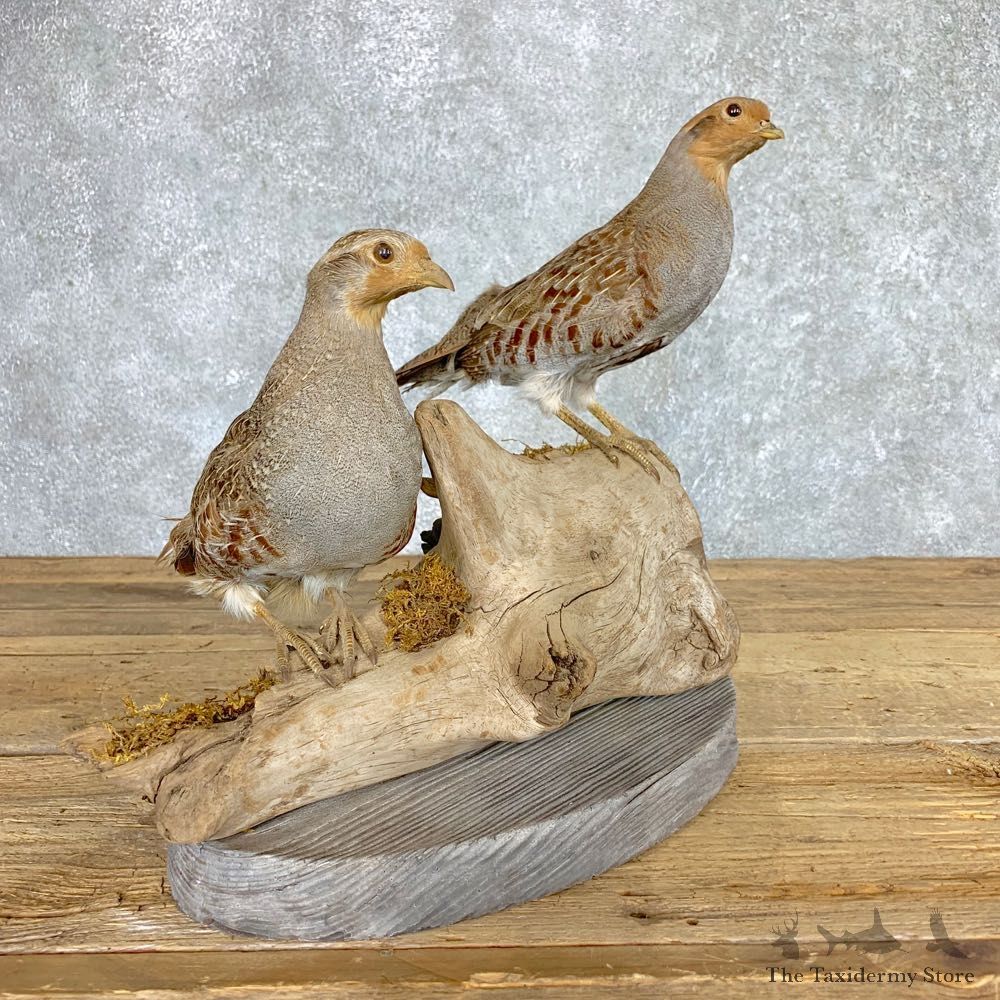 Hungarian Grey Partridge Taxidermy Mount Pair #21769 For Sale @ The Taxidermy Store