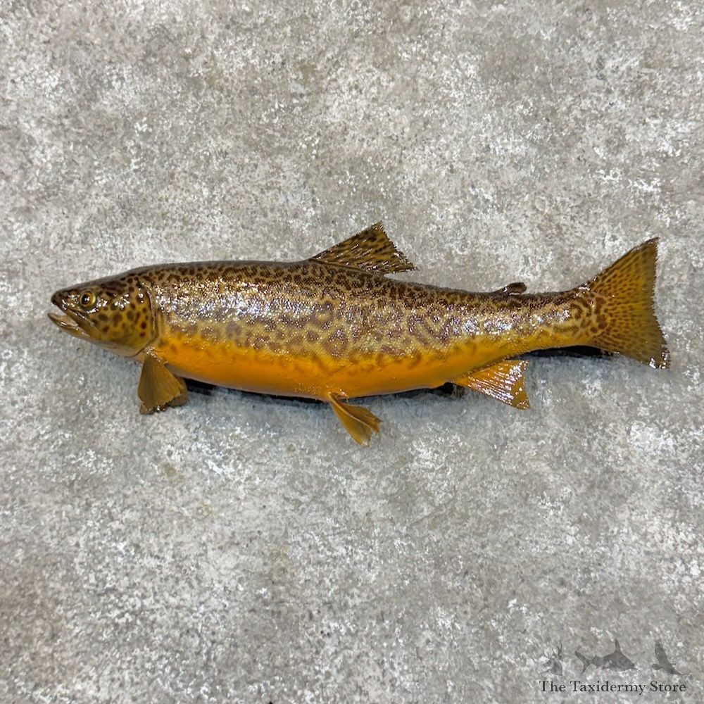 Tiger Trout Hybrid Fish Mount For Sale #30082 @ The Taxidermy Store