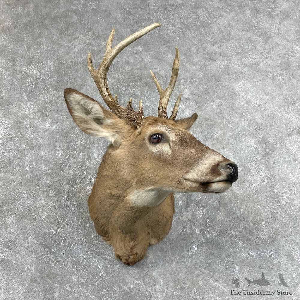 Whitetail Deer Shoulder Mount #25783 For Sale - The Taxidermy Store