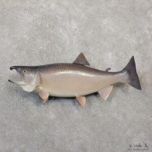 King Salmon Fish Mount For Sale #20059 @ The Taxidermy Store