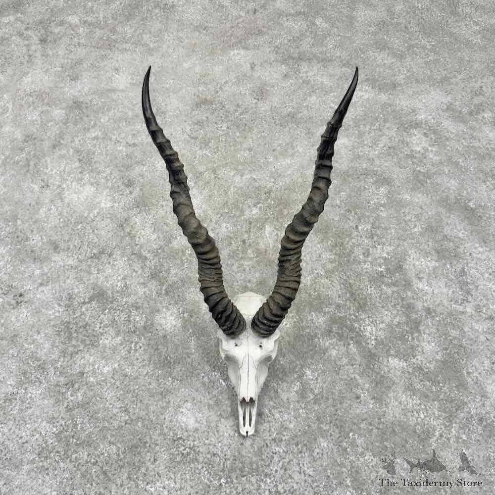 Blackbuck Skull & Horn European Mount For Sale #31722 @ The Taxidermy Store