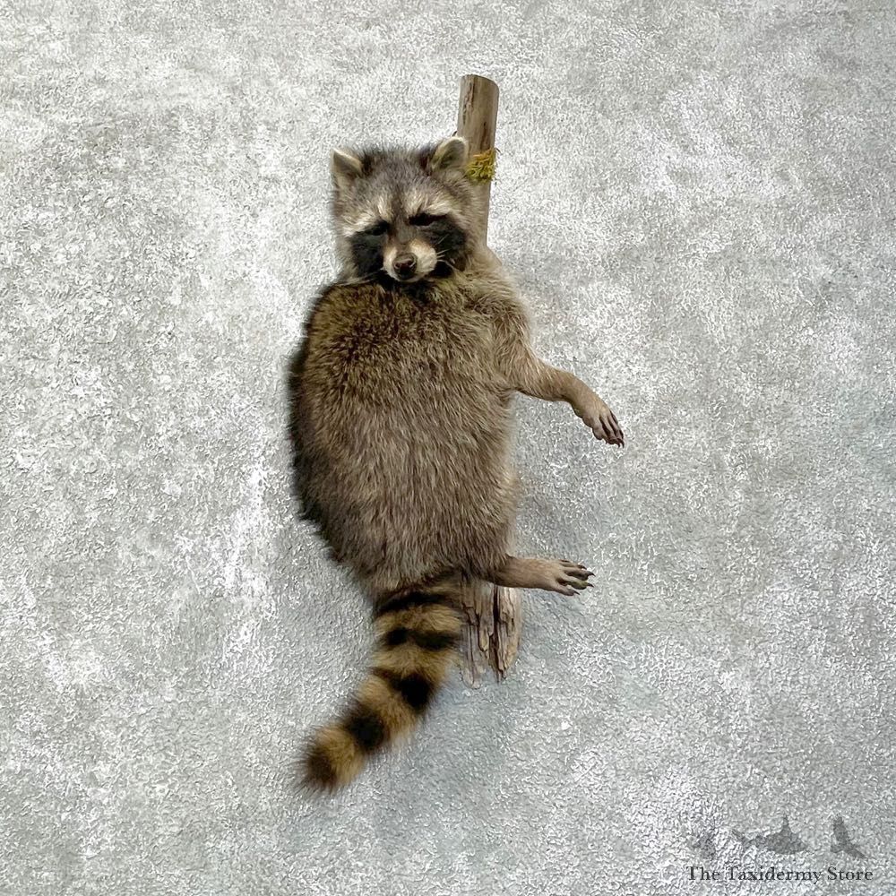 Wall-Hanging Raccoon Mount For Sale #24089 - The Taxidermy Store