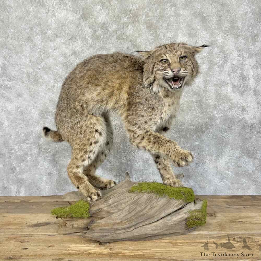 Bobcat Life-Size Mount For Sale #31571 @ The Taxidermy Store