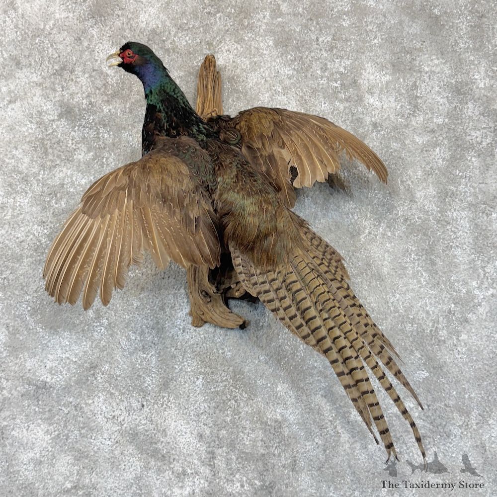 Black Pheasant Bird Mount For Sale #30166 @ The Taxidermy Store