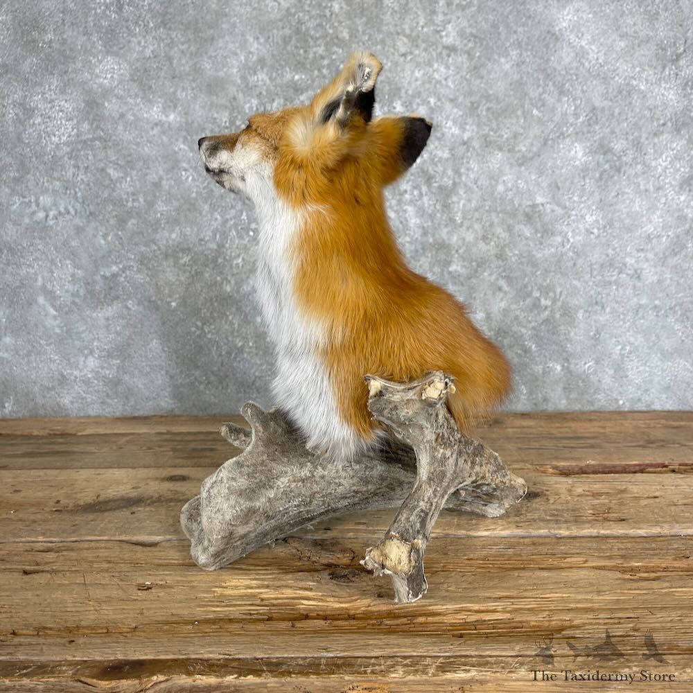 Red Fox Pedestal Mount For Sale #27372 @ The Taxidermy Store