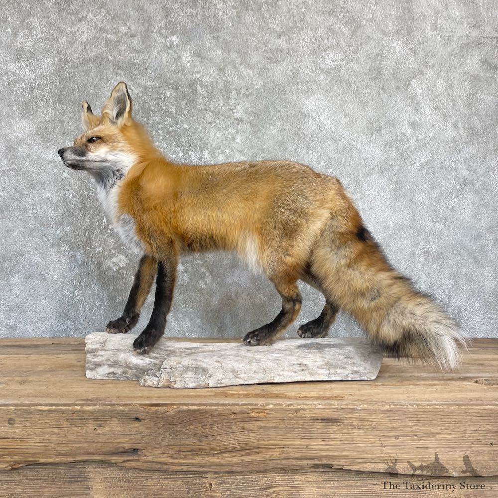 Red Fox Life-Size Mount For Sale #26431 @ The Taxidermy Store