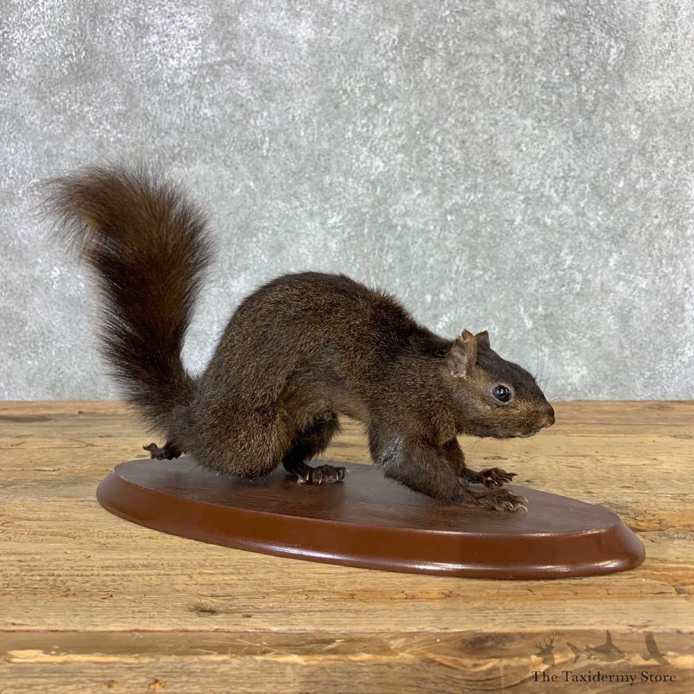 Black Squirrel Life-Size Mount For Sale #21313 @ The Taxidermy Store