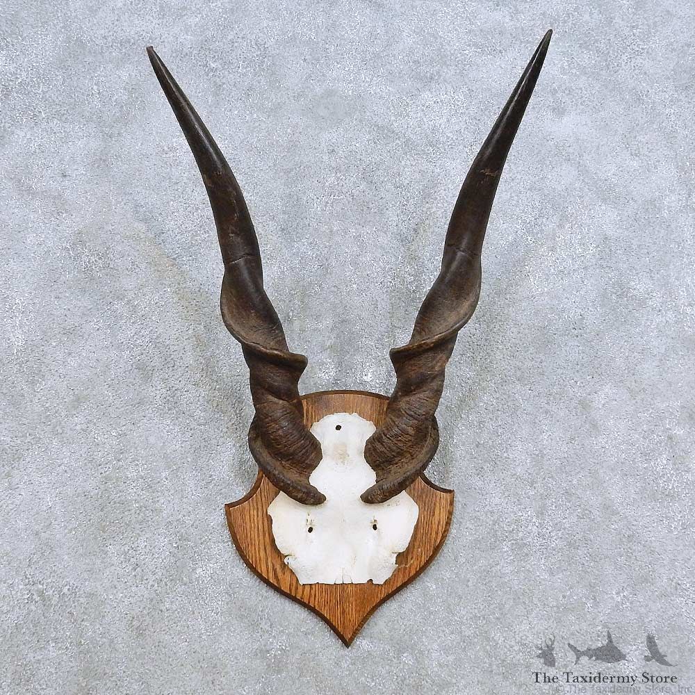 African Eland Horn Plaque Mount For Sale #14457 @ The Taxidermy Store