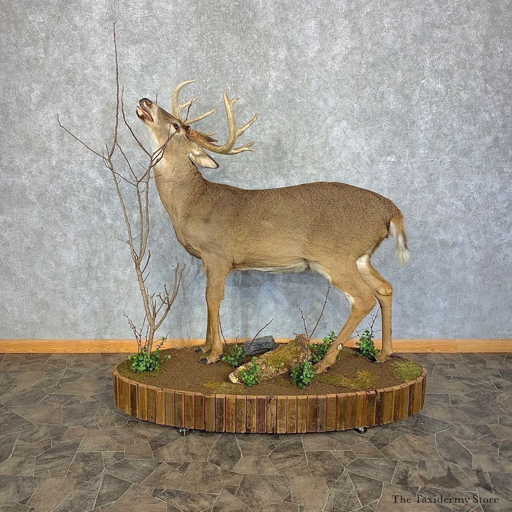 Whitetail Deer Life-Size Mount For Sale #21387 @ The Taxidermy Store