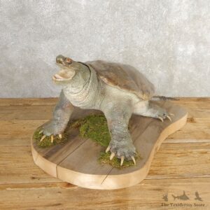 Snapping Turtle Taxidermy Mount For Sale - #21001