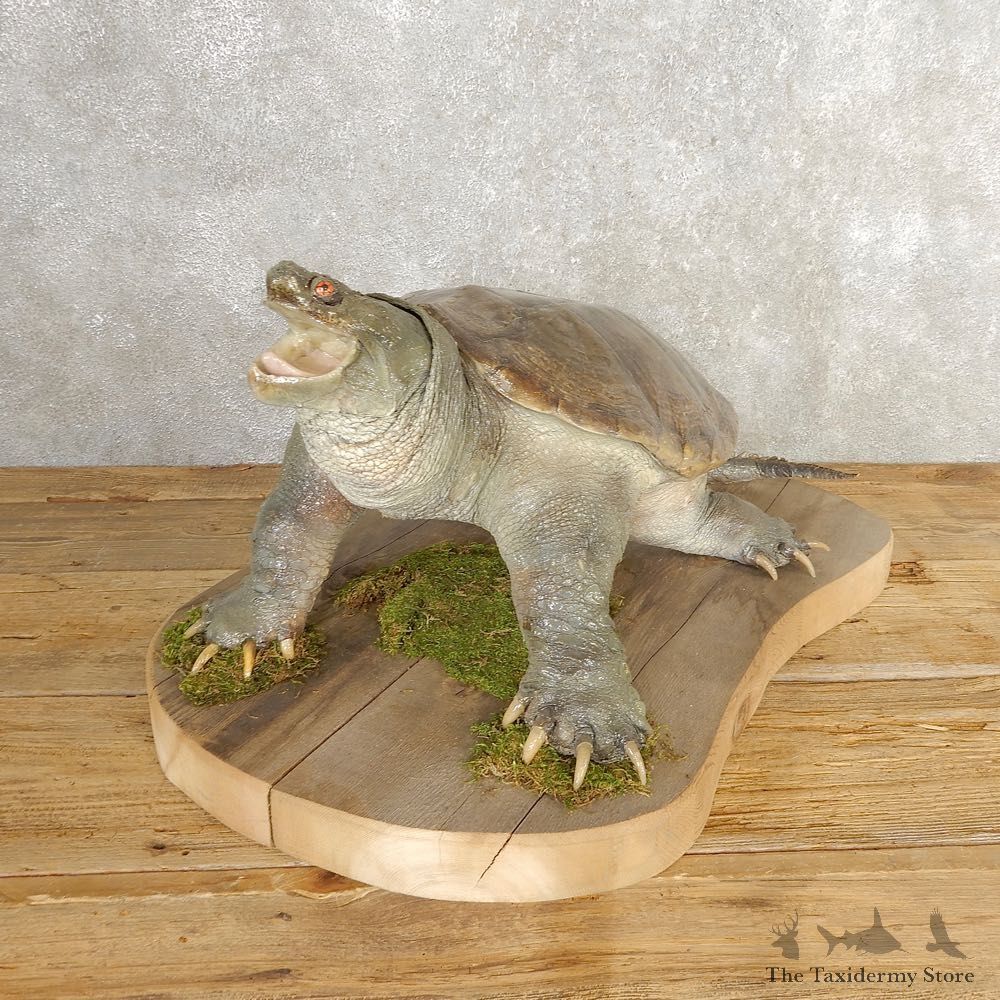 Snapping Turtle Taxidermy Mount For Sale - #21001