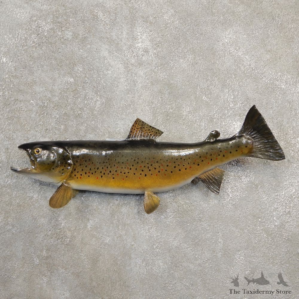Brown Trout Fish Mount For Sale #20591 @ The Taxidermy Store
