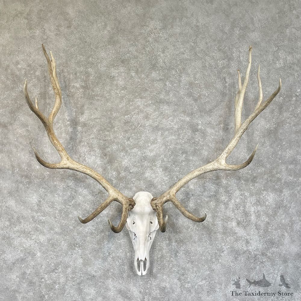 Rocky Mountain Elk Skull European Mount For Sale #28298 @ The Taxidermy Store