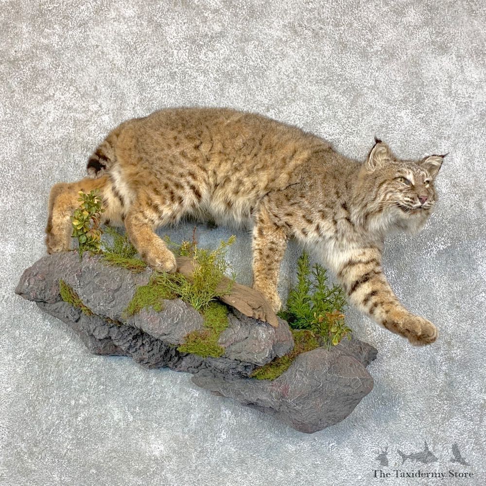 Bobcat Life-Size Mount For Sale #23602 @ The Taxidermy Store