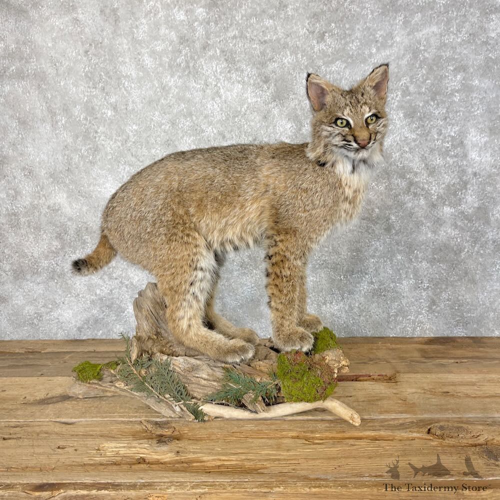 Bobcat Life-Size Mount For Sale #28675 @ The Taxidermy Store