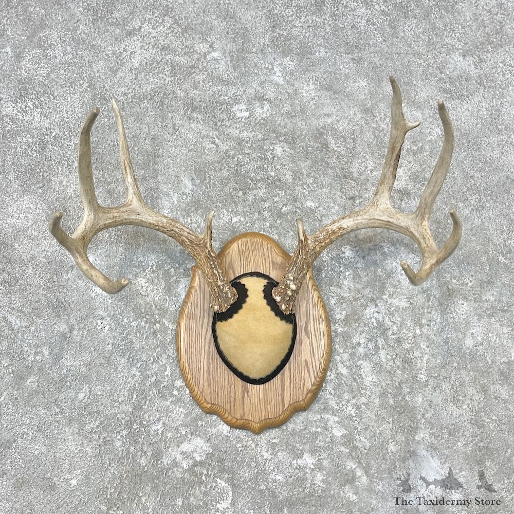 Whitetail Deer Antler Plaque Mount For Sale #26846 @ The Taxidermy Store