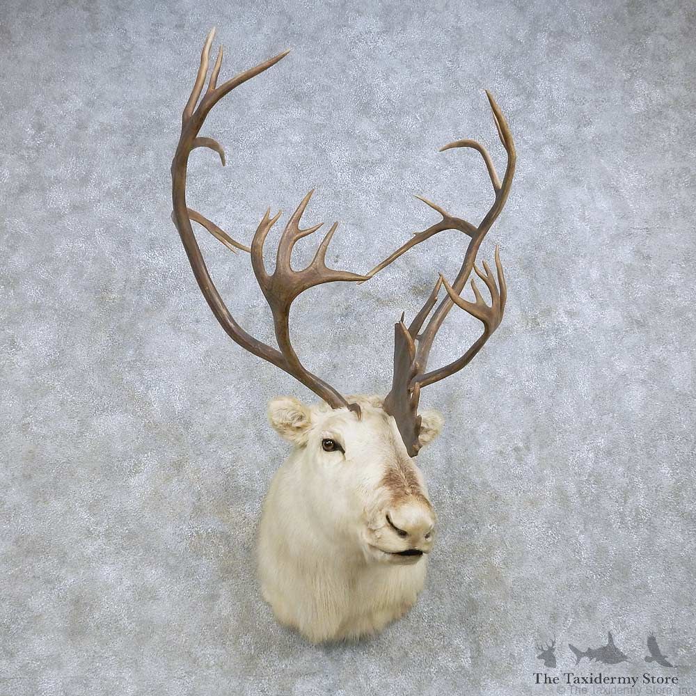 Peary Caribou Shoulder Mount For Sale #14612 @ The Taxidermy Store