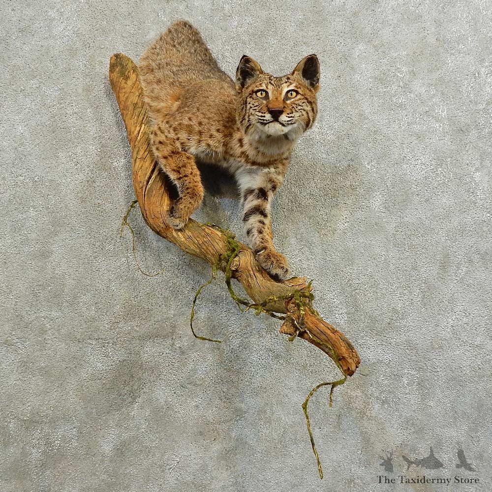 Bobcat 1/2-Life-Size Mount For Sale #16543 @ The Taxidermy Store