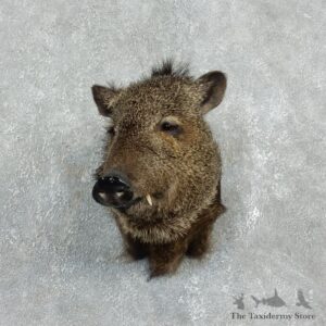 Peccary Taxidermy Mount For Sale #17925 @ The Taxidermy Store