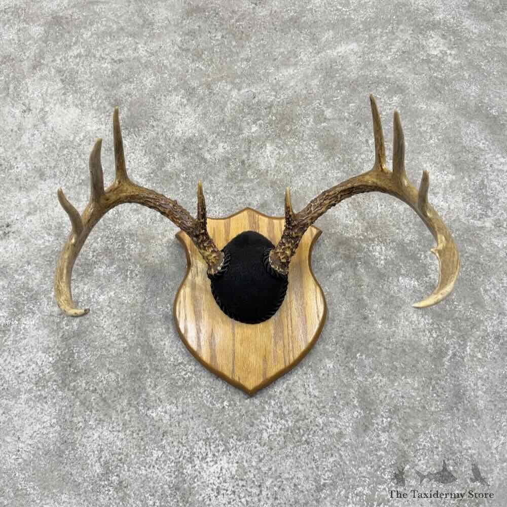 Whitetail Deer Antler Plaque Mount For Sale #31673 @ The Taxidermy Store