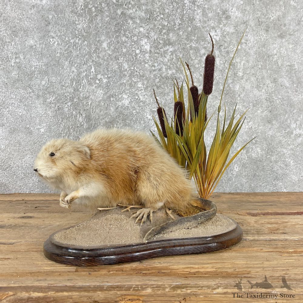 Blonde Muskrat Life Size Mount #25965 For Sale @ The Taxidermy Store