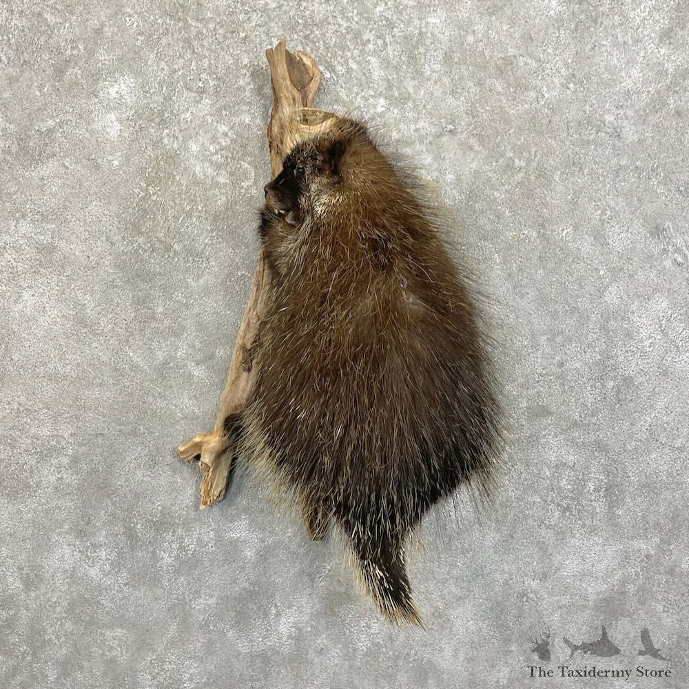 Porcupine Life-Size Taxidermy Mount For Sale #27773 - The Taxidermy Store
